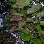 Drymonia macrophylla Inny