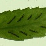 Asplenium cirrhatum Arall