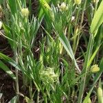 Ranunculus arvensis Blad