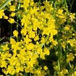 Isatis tinctoria (Plante entière)