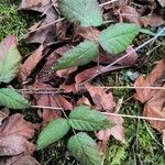 Rubus ursinus Leaf