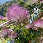 Calliandra surinamensis Flower