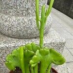 Euphorbia alluaudii Kwiat