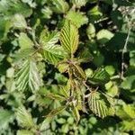 Rubus sulcatus Feuille