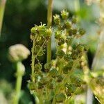 Filipendula ulmaria Frucht