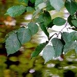 Carpinus orientalis Blad