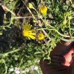 Senecio inaequidens花