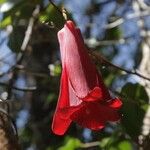 Lapageria rosea പുഷ്പം