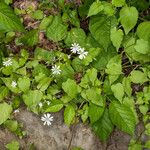 Stellaria nemorum برگ