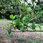 Ficus coronata Leaf