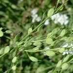 Berteroa incana Fruto