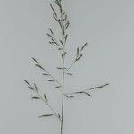 Puccinellia distans Blomst