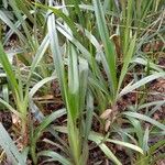 Dianella caerulea Folha