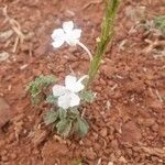Chascanum hildebrandtii 花