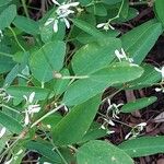 Chamaesyce hypericifolia Лист