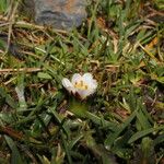 Werneria pygmaea Flower