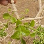 Strychnos spinosa Blatt
