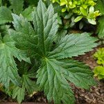 Astrantia major 葉