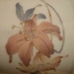 Gladiolus liliaceus Blomma