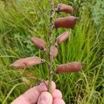 Crotalaria micans Frugt