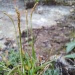 Carex uncinioides 整株植物