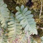 Polypodium vulgare Levél