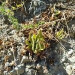 Dudleya densiflora Hoja