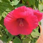 Hibiscus moscheutosফুল