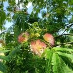 Albizia julibrissin Virág