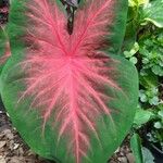 Caladium bicolor Yaprak