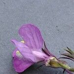 Linaria maroccana Bloem