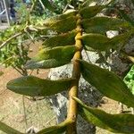 Epidendrum angustilobum पत्ता