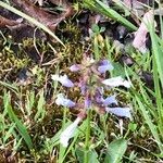 Salvia lyrata Blüte