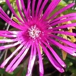 Delosperma cooperi Fiore