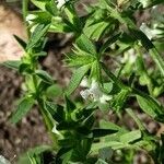 Stachys annua Hábito