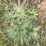 Plantago serraria Hoja