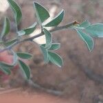 Indigofera oblongifolia Blatt