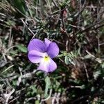 Viola corsica 花