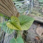 Ipomoea batatasFolio