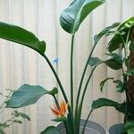 Strelitzia nicolai Hoja