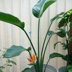 Strelitzia nicolai Blad