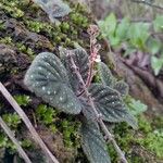 Gloxinia erinoides 花