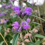 Phlomis herba-ventiFiore