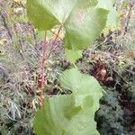 Vitis californica Blatt