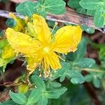 Hypericum perforatumFlower