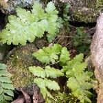 Dryopteris cristata Yaprak