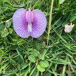 Centrosema virginianum Flower