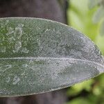 Dendrobium munificum Hoja