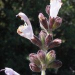 Salvia pomifera പുഷ്പം