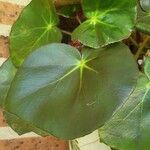 Begonia hydrocotylifolia Ліст